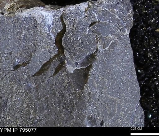 undet. Mollusca