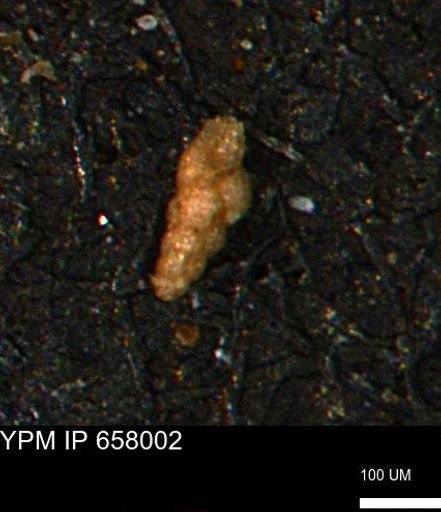 Verneuilinoides kansasensis