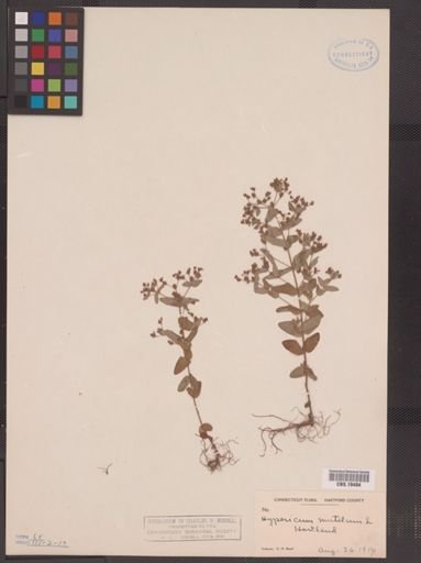 Hypericum mutilum