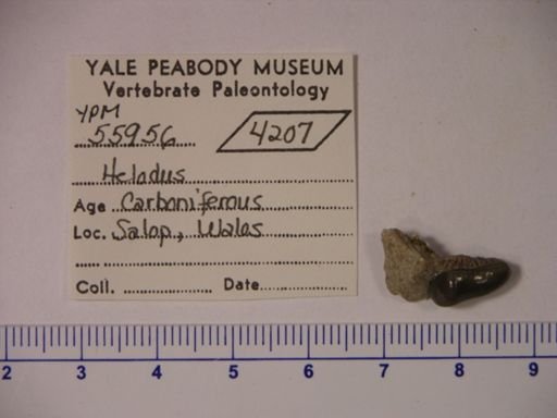 Helodus sp.
