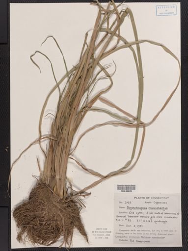 Rhynchospora macrostachya