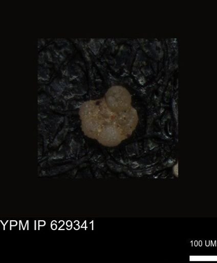 undet. Foraminiferida