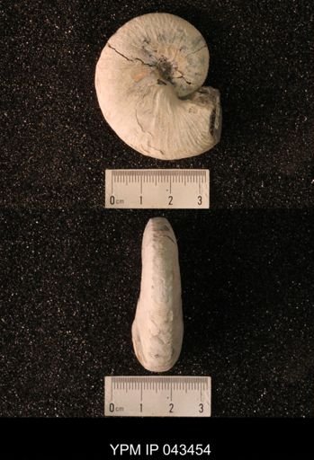 Hoploscaphites nicolletii