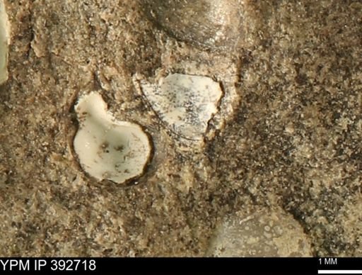 Protocardia?