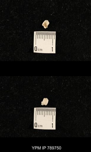undet. Brachiopoda