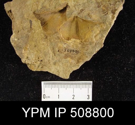 Spirifer allegheniensis?