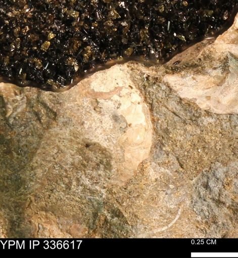 undet. Bivalvia