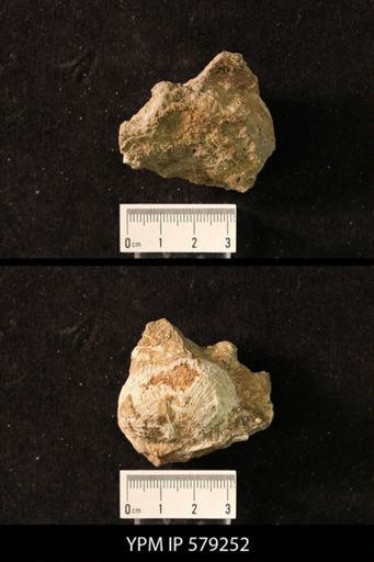Productus sp.