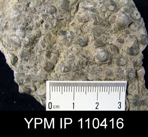 Brachyprion arca