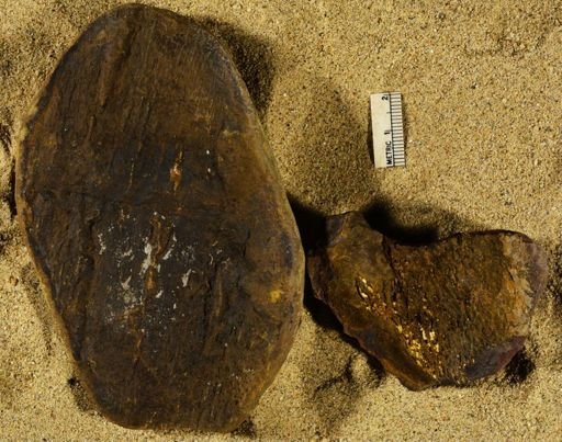 Stigmaria sp.