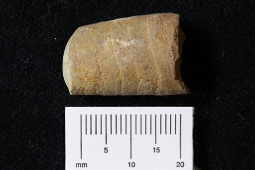 Cyrtoceras hector