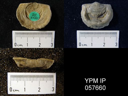 Leptaena rhomboidalis