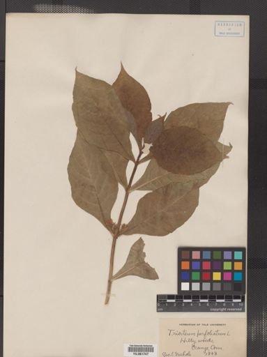 Triosteum perfoliatum