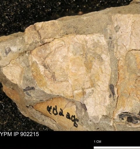 undet. Inoceramidae