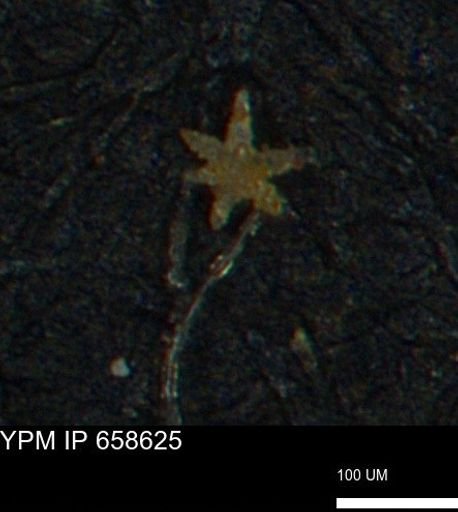 undet. Porifera