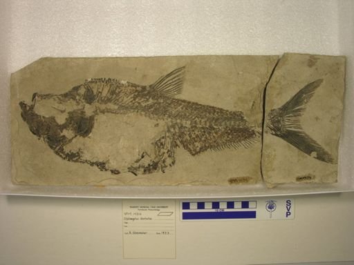 Diplomystus dentatus