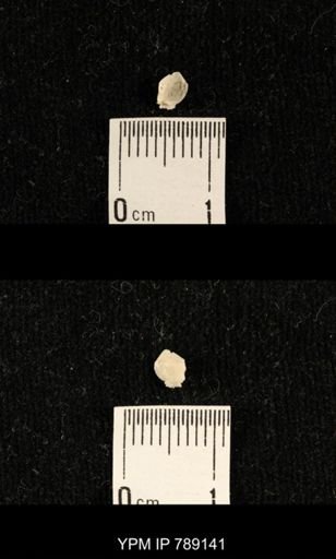 undet. Brachiopoda