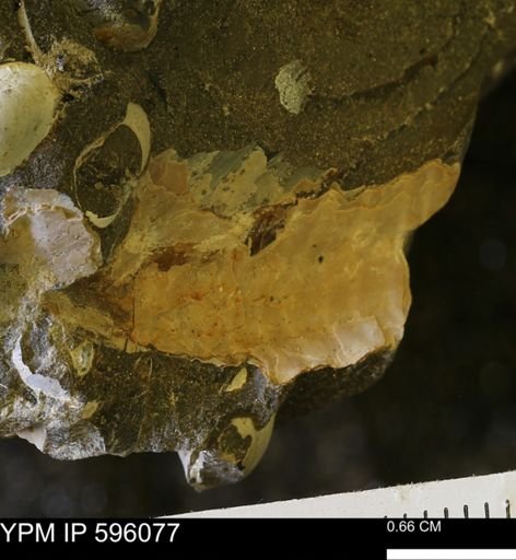 Hoploscaphites sp.
