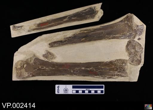 Pteranodon