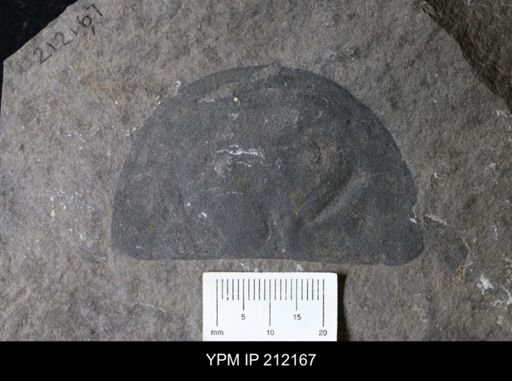 Erieopterus microphthalmus