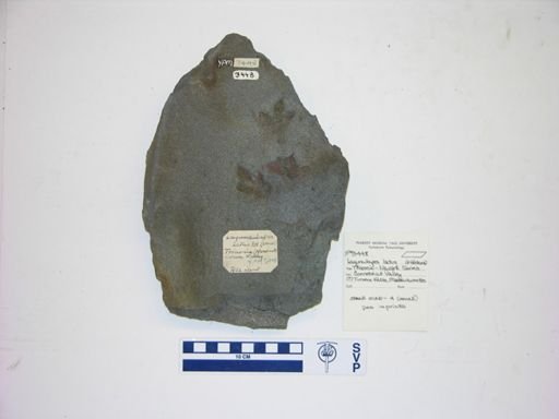 Lagunculapes latus