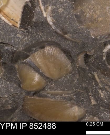 Limopsis striatopunctatus