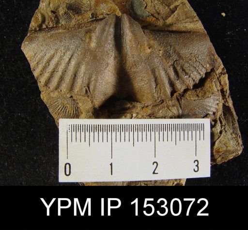 Euryspirifer dunensis