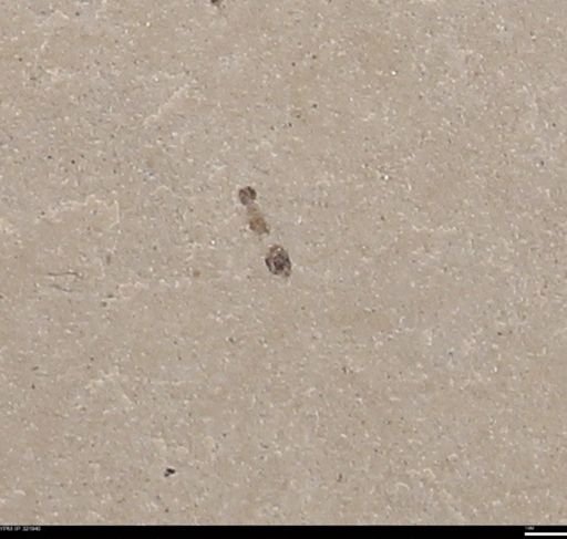 undet. Hymenoptera