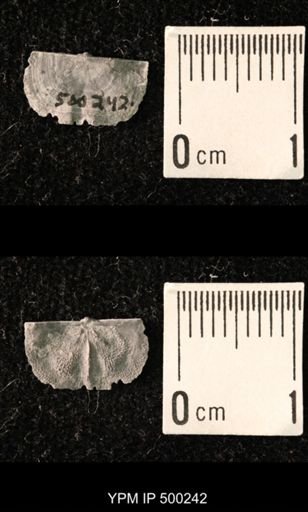 Mesolobus mesolobus decipiens