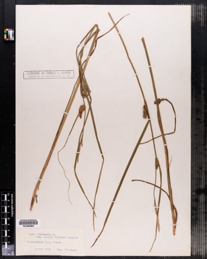 Carex vesicaria