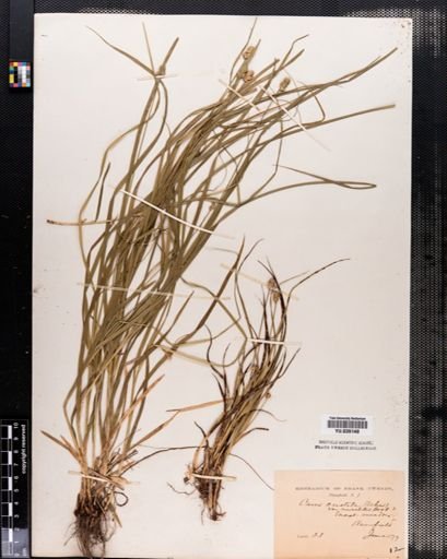 Carex