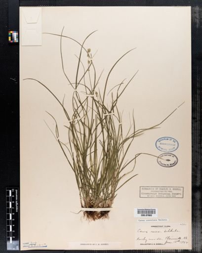 Carex convoluta