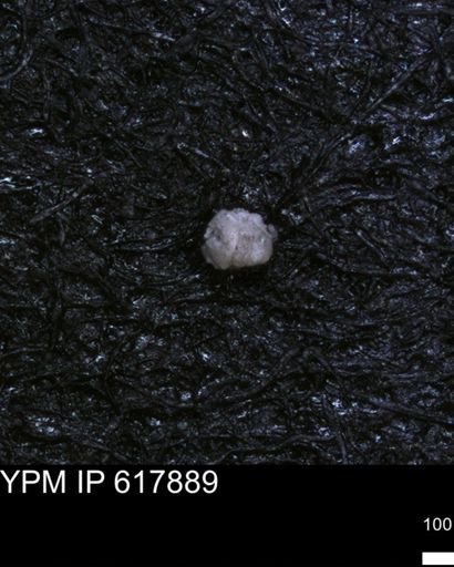 undet. Foraminiferida