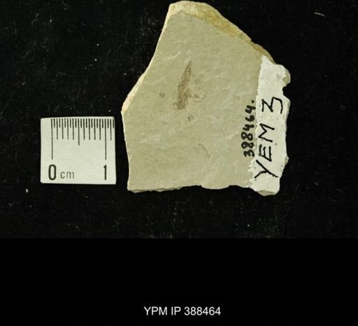 Diopsidae