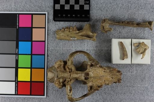 Hoplophoneus primaevus