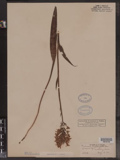 Habenaria blephariglottis