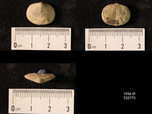 Platyorthis opercularis