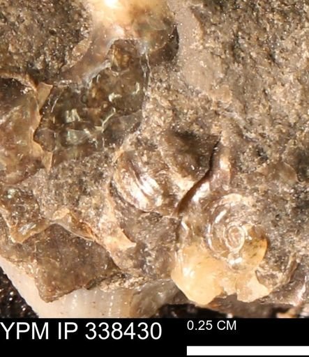 undet. Ammonoidea