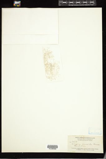Liagora ceranoides