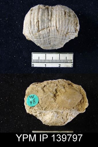Productus (Dictyoclostus) subcostatus