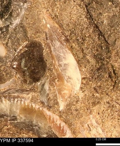 undet. Bivalvia