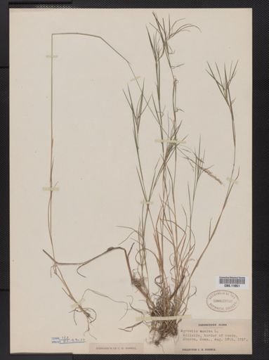 Agrostis canina