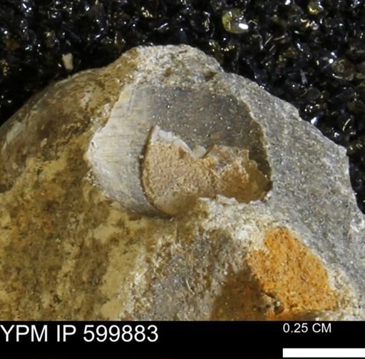 Protocardia subquadrata
