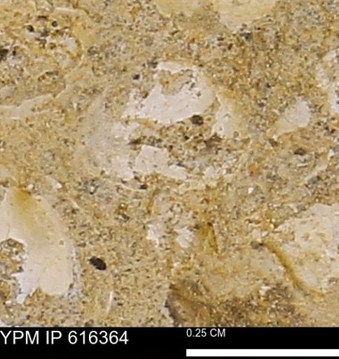 Protocardia subquadrata