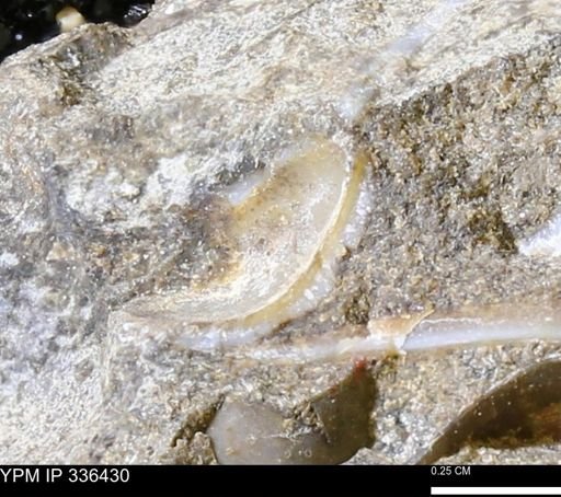 undet. Bivalvia
