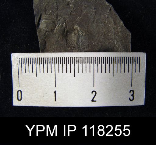 Dalmanella elegantula submedia