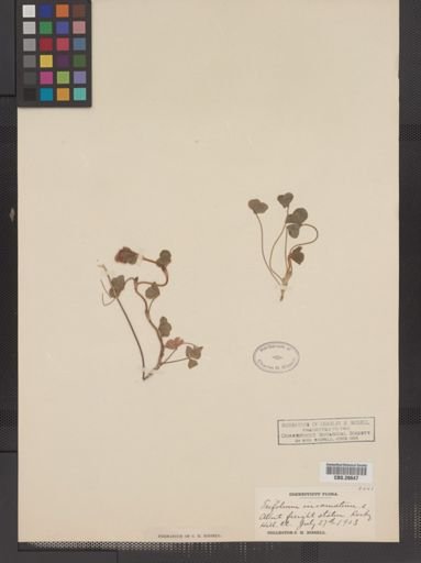 Trifolium incarnatum