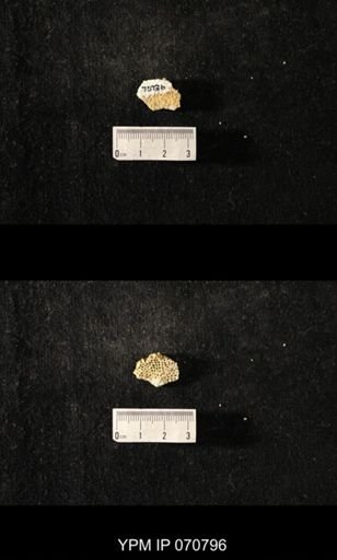 Favosites sp.