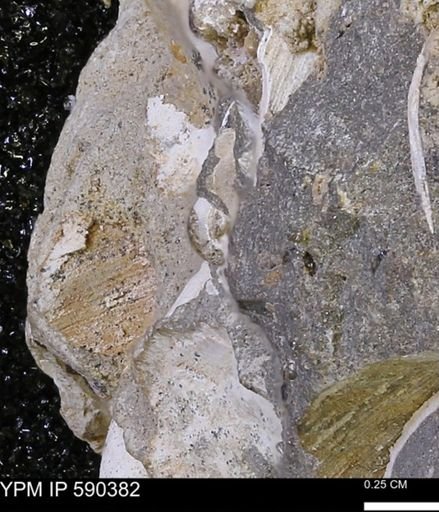 undet. Bivalvia
