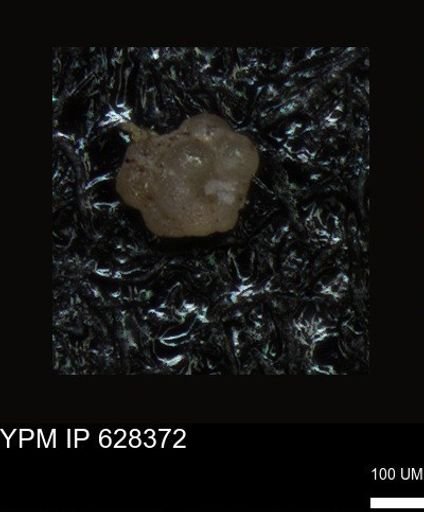 undet. Foraminiferida